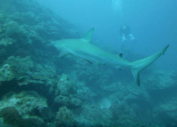 Mergulhando junto com tubarões em Providencia, ilha colombiana no Caribe